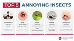 Annoying Insect