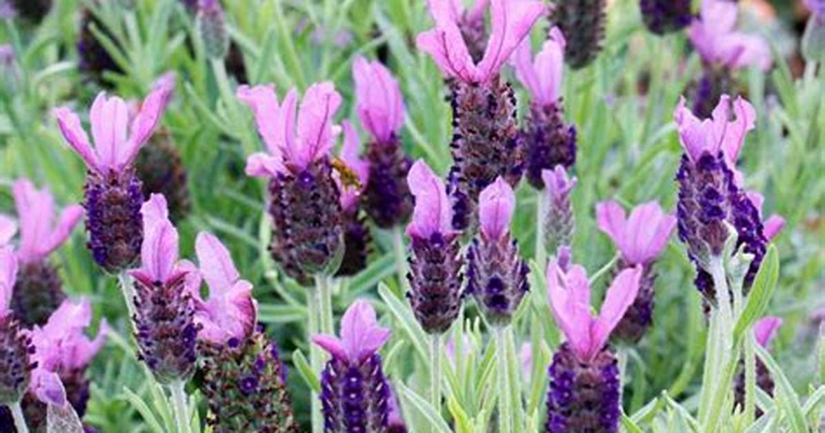 Anouk Lavender