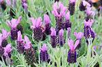 Anouk Lavender