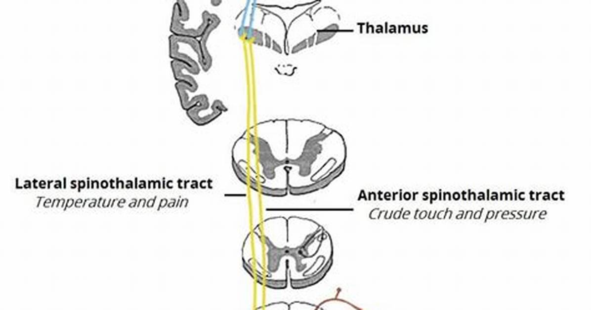 Anterolateral System