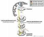 Anterolateral System