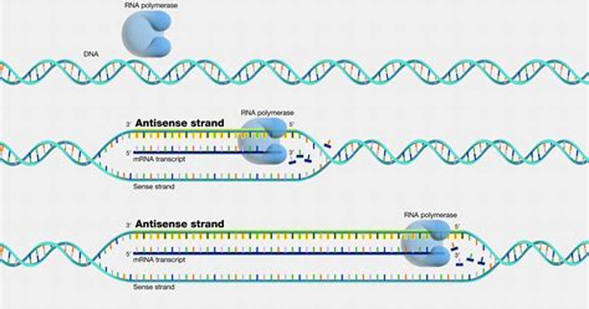Antisense Strand