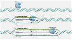 Antisense Strand