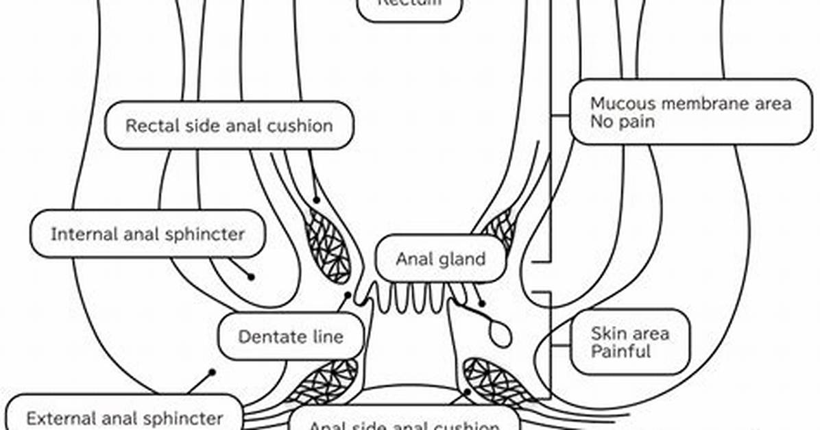 Anus Structure