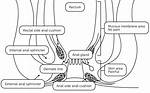 Anus Structure