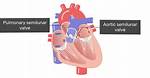 Aortic Semilunar Valve Function