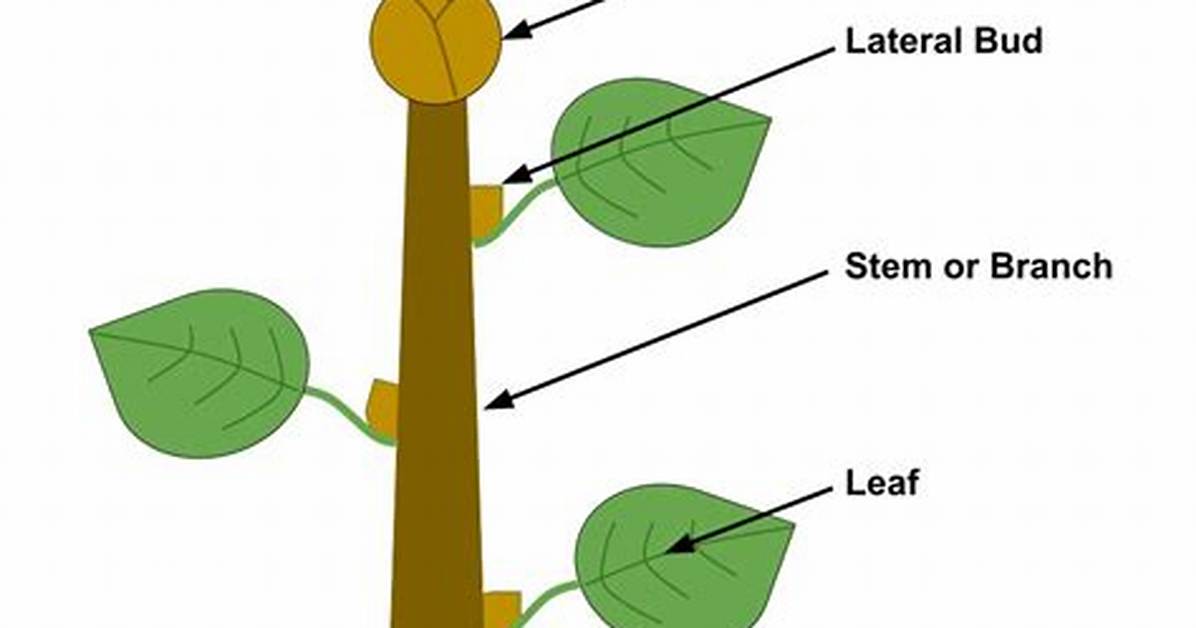 Apical Bud
