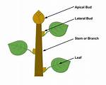 Apical Bud