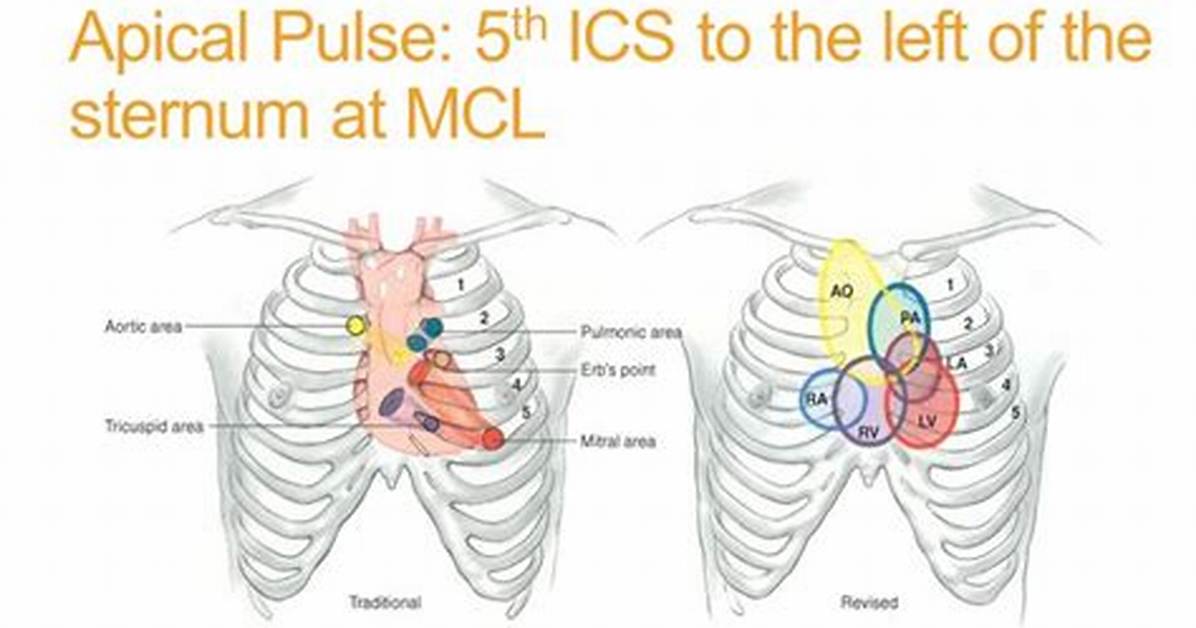 Apical Impulse