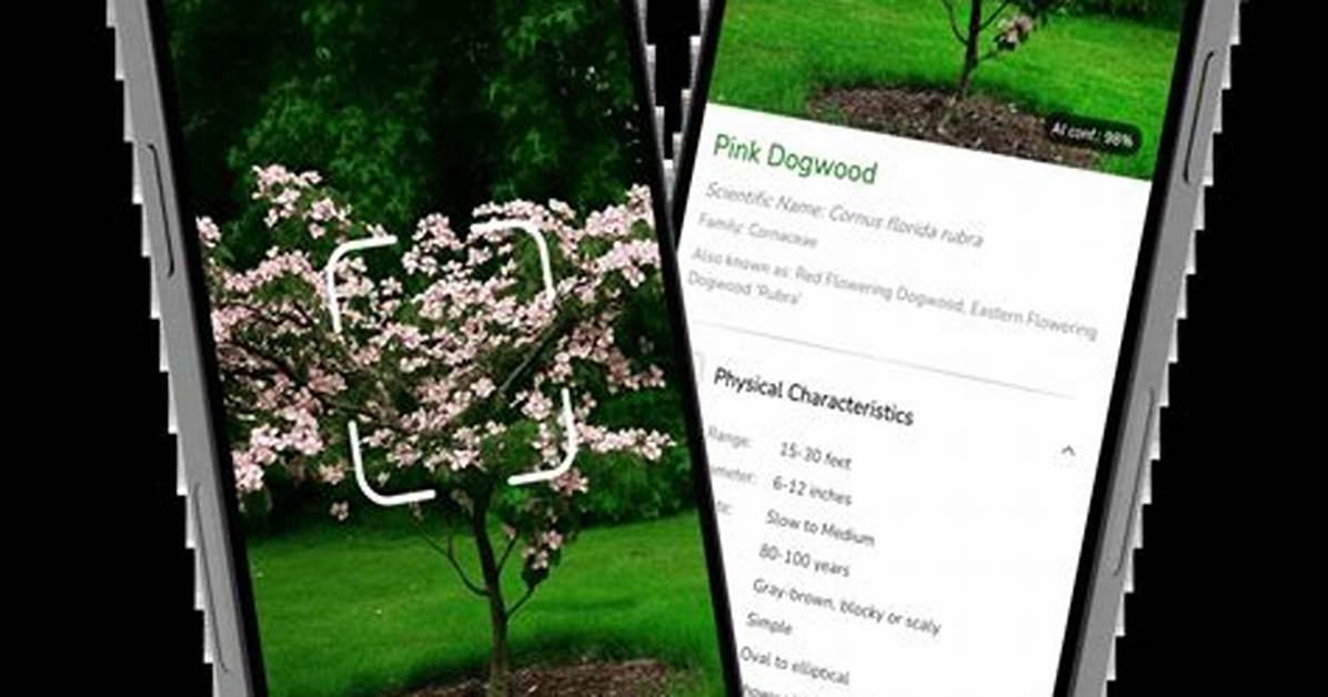 App to Identify Trees