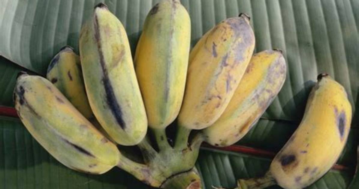 Apple Bananas