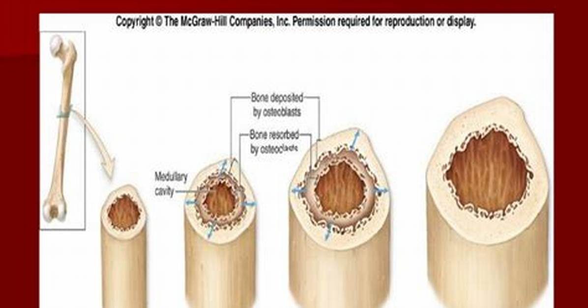 Appositional Bone Growth