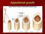 Appositional Bone Growth