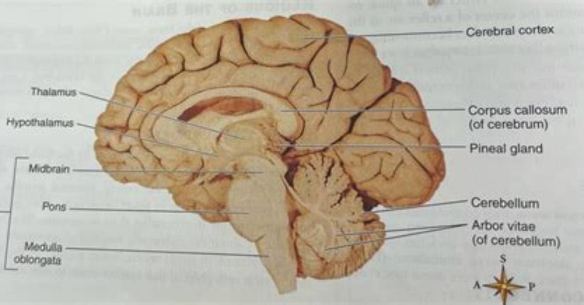 Arbor Vitae Brain