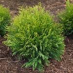 Arborvitae Shrub