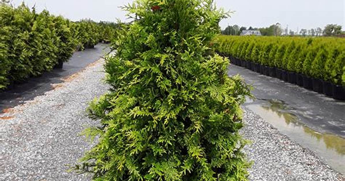 Arborvitae Spring Grove