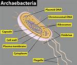 Archaebacteria Kingdom