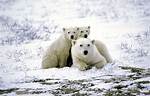 Arctic Home