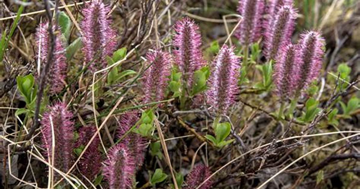 Arctic Willow