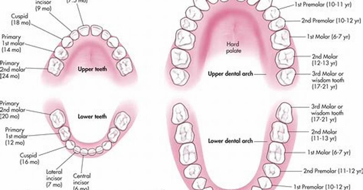 Are All Teeth Deciduous
