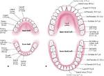 Are All Teeth Deciduous