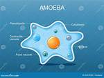 Are Ameba Single Cell?