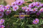 Are Asters Deer Resistant?