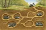Are Badger Setts Protected?