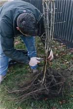 Are Bare Root Trees Better