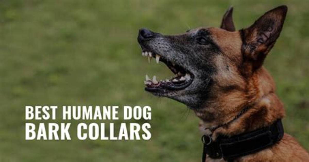 Are Bark Collars Humane?