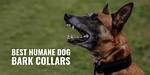Are Bark Collars Humane?