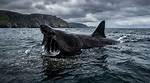 Are Basking Sharks Harmless?