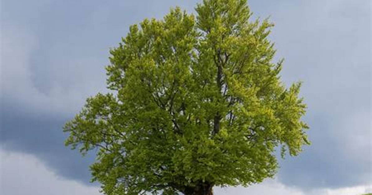 Are Beech Trees Strong