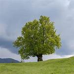 Are Beech Trees Strong