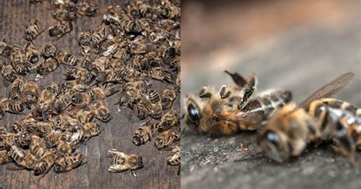 Are Bees Going Extinct?