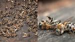 Are Bees Going Extinct?