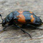 Are Beetle Carnivores