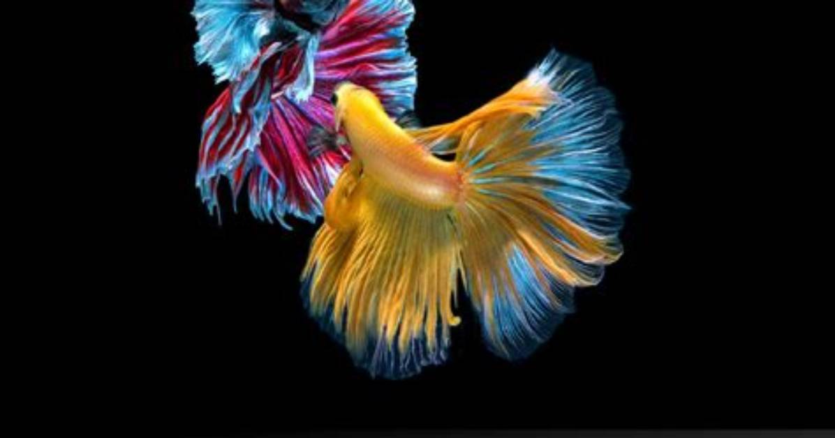 Are Betta Fish Aggressive?