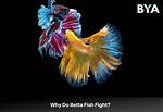 Are Betta Fish Aggressive?