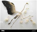Are Bird Feathers Bones