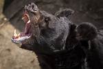Are Black Bears Aggressive?