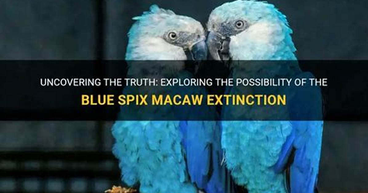 Are Blue Macaws Extinct?