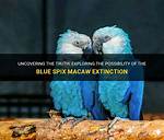 Are Blue Macaws Extinct?