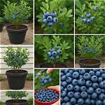 Are Blueberries Profitable