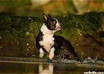 Are Boston Terriers Hyperactive?