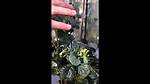 Are Brassicas Self Pollinating?