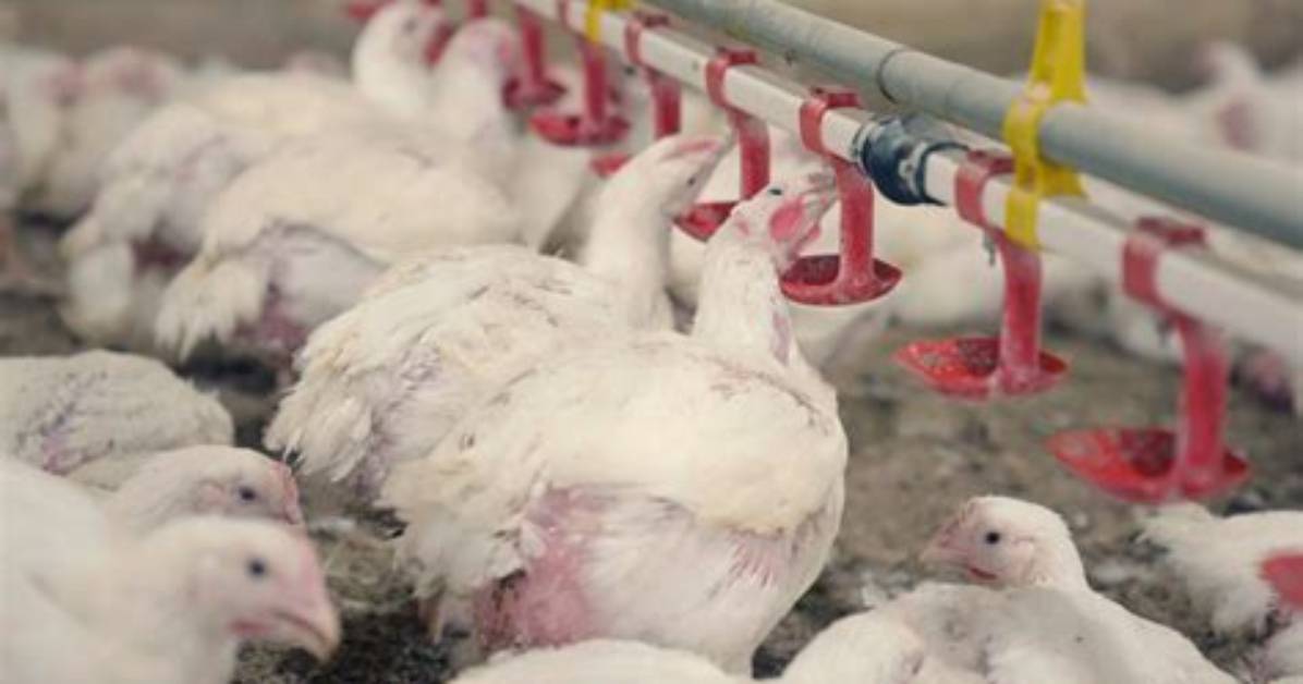 Are Broilers Genetically Modified?
