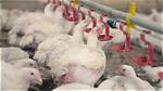 Are Broilers Genetically Modified?