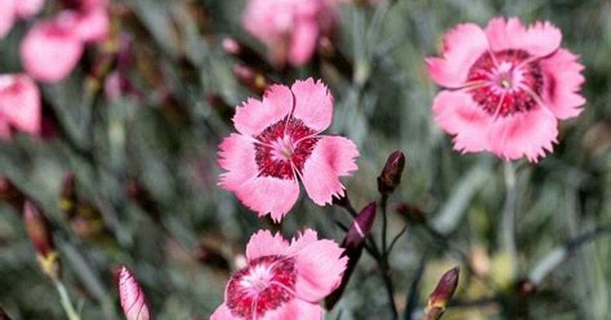 Are Carnations Deer Proof