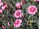 Are Carnations Deer Proof